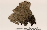 藏品(亞毛裸緣梅衣)的圖片